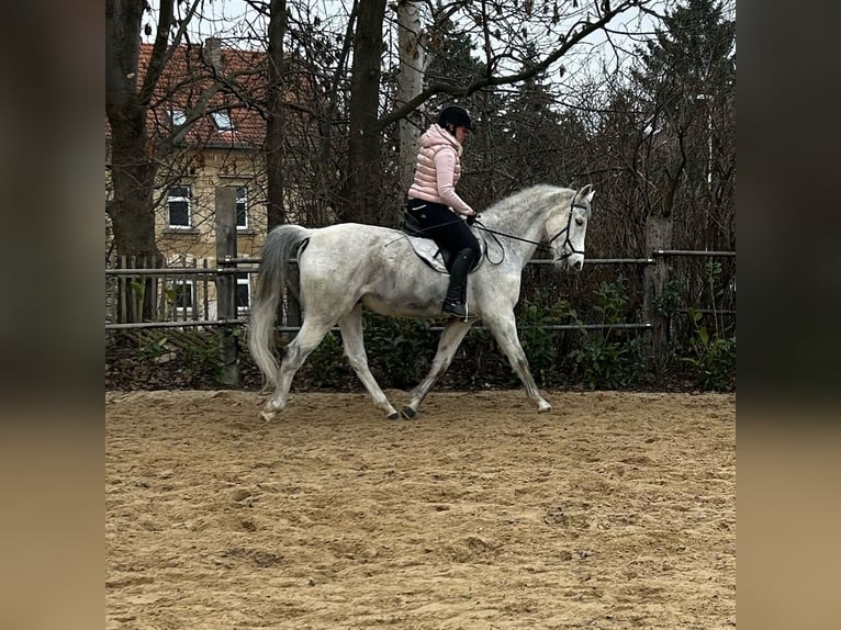 German Sport Horse Gelding 13 years 16,2 hh Gray in Zittau