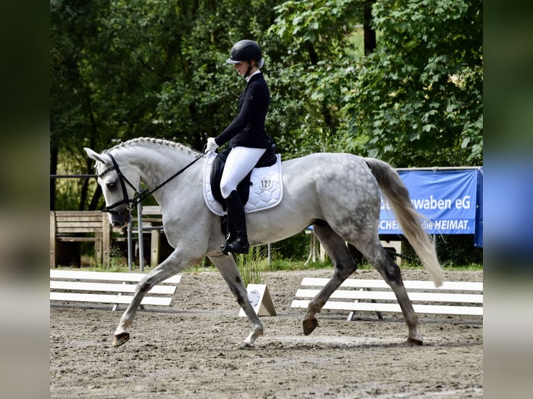 German Sport Horse Gelding 13 years 16.2 hh Grey in Ravensburg