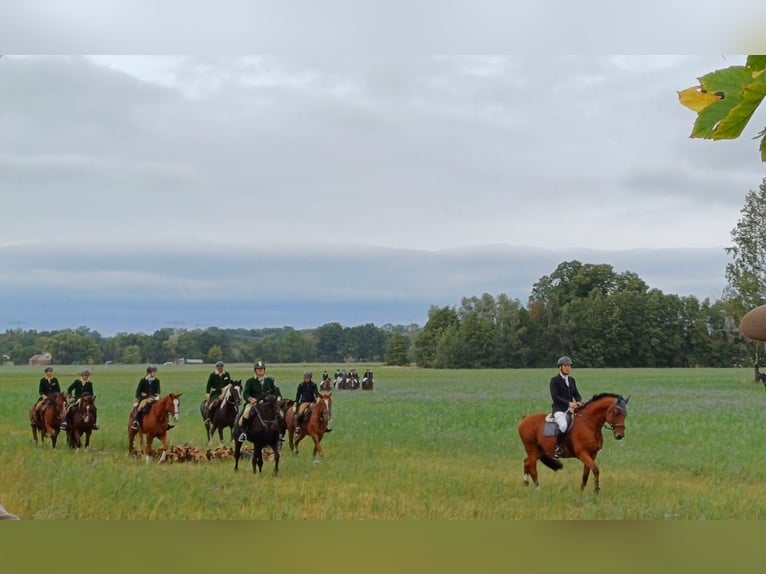 German Sport Horse Gelding 13 years 16,3 hh Brown in Berlin