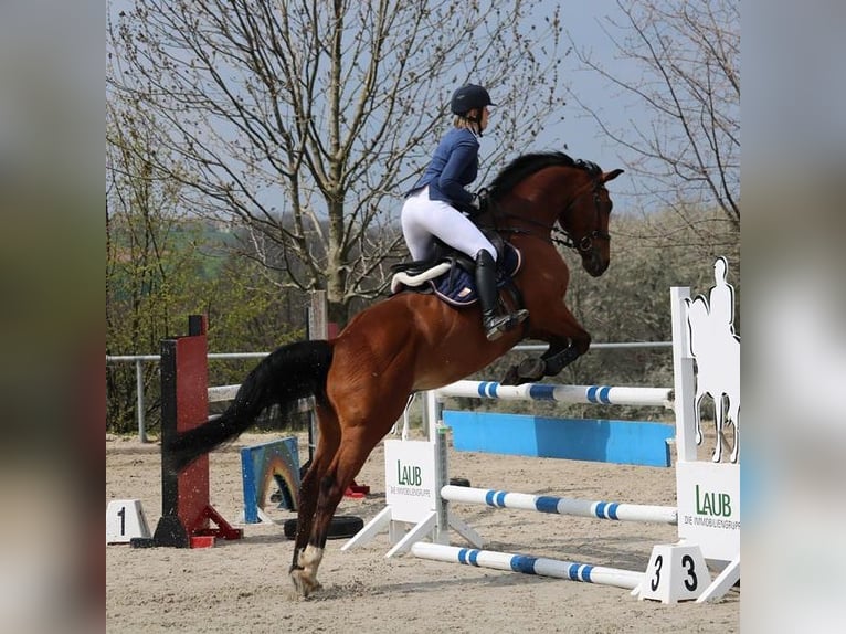 German Sport Horse Gelding 13 years 16 hh Brown in Leisnig German Sport Horse Gelding 13 years 16 hh Brown in Leisnig