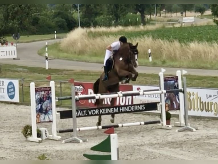 German Sport Horse Gelding 13 years 16,1 hh Bay in Andebu