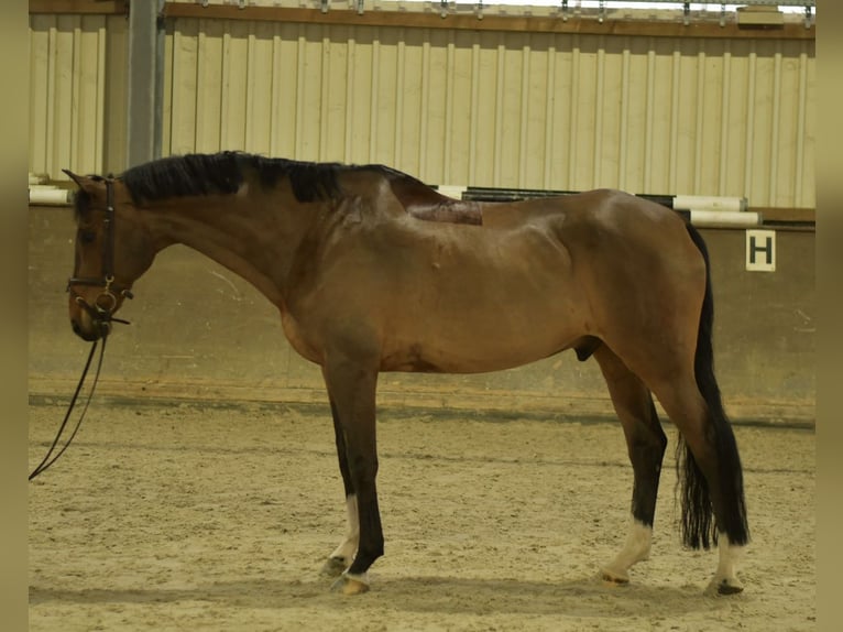 German Sport Horse Gelding 13 years 16,1 hh Brown in Geilenkirchen