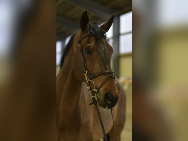 German Sport Horse Gelding 13 years 16,1 hh Brown in Geilenkirchen