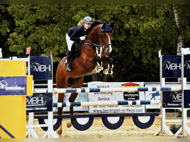 German Sport Horse Gelding 13 years 16,1 hh Brown in Göttingen