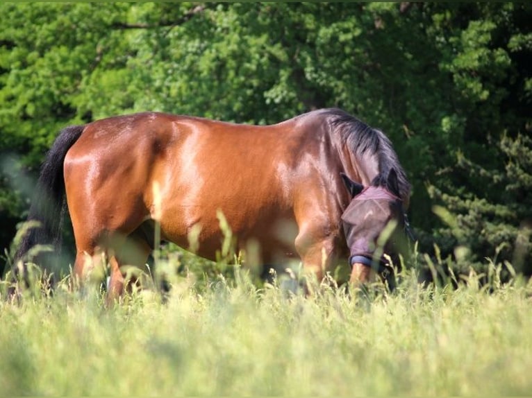 German Sport Horse Mix Gelding 13 years 16,2 hh Bay-Dark in Bottrop