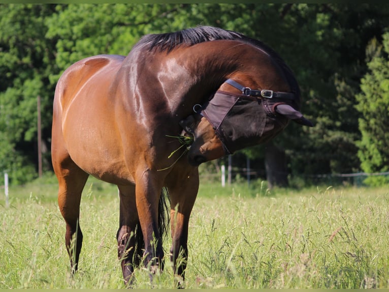 German Sport Horse Mix Gelding 13 years 16,2 hh Bay-Dark in Bottrop