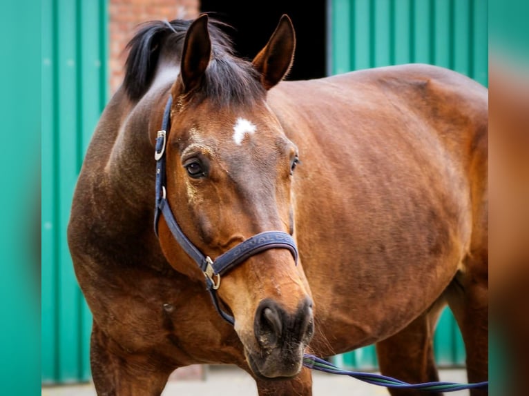German Sport Horse Mix Gelding 13 years 16,2 hh Bay-Dark in Bottrop