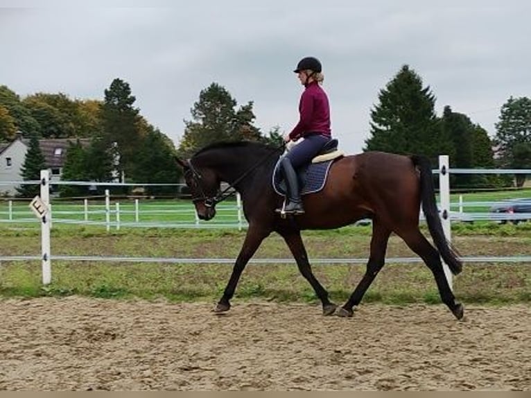 German Sport Horse Mix Gelding 13 years 16,2 hh Bay-Dark in Bottrop