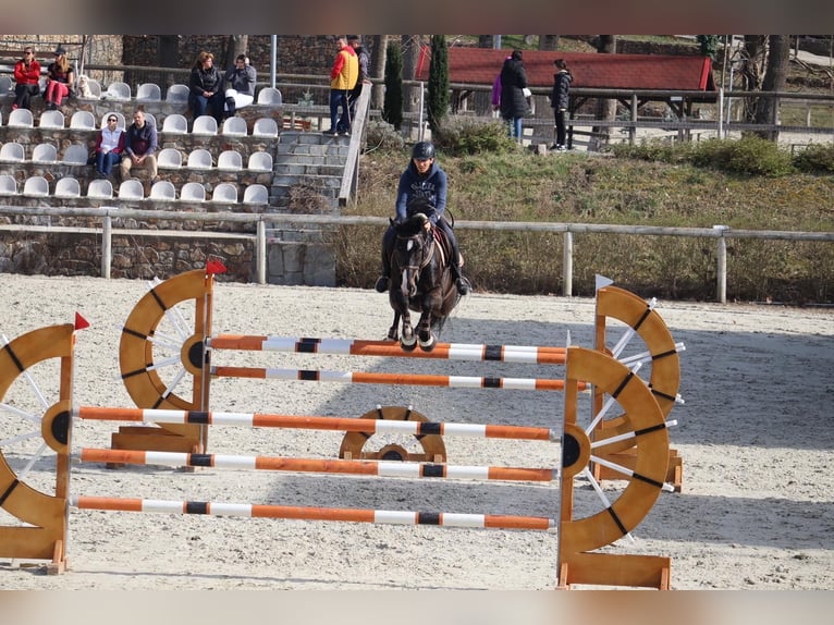 German Sport Horse Gelding 13 years 16,2 hh Bay-Dark in Mór