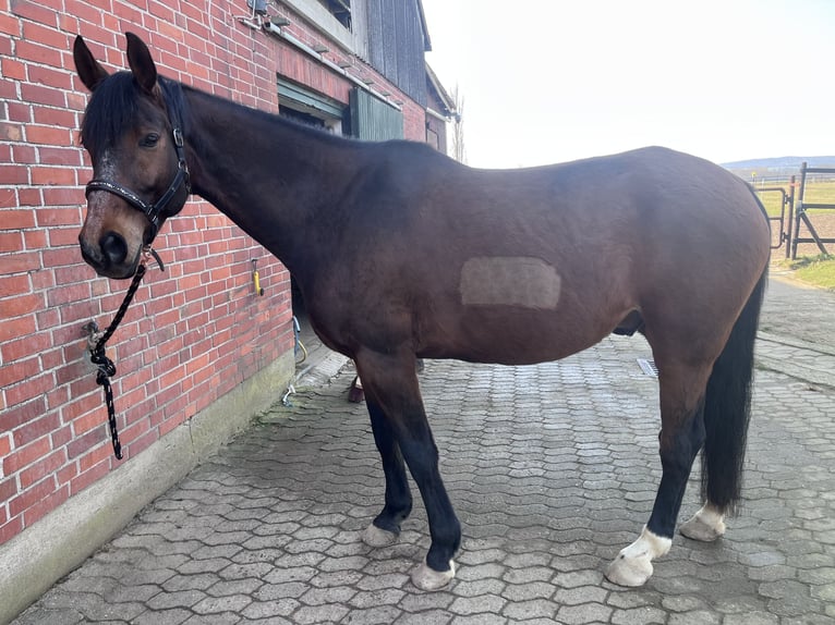 German Sport Horse Gelding 13 years 16,2 hh Brown in Salzgitter Groß MahnerSalzgitter