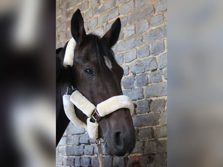 German Sport Horse Gelding 13 years 17.1 hh Brown in Aachen