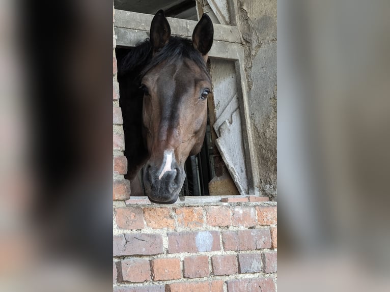 German Sport Horse Gelding 13 years 17.2 hh Bay-Dark in Leipzig