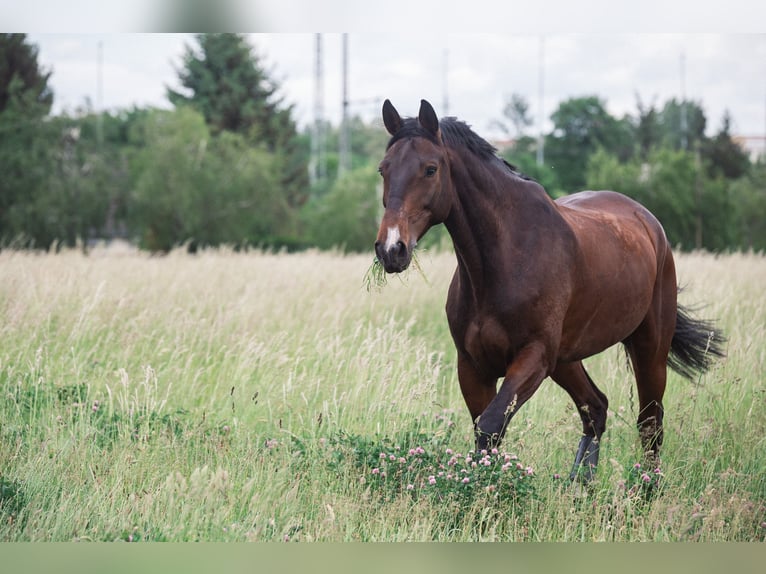 German Sport Horse Gelding 13 years 17.2 hh Bay-Dark in Leipzig