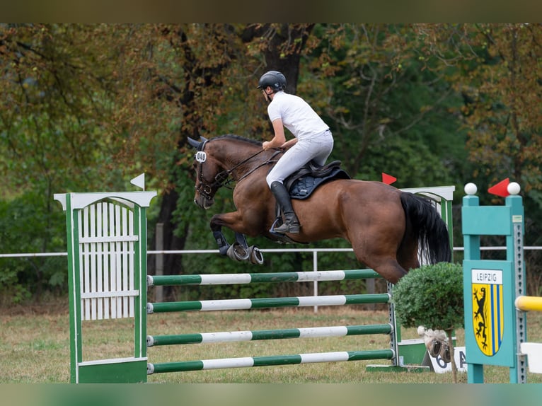 German Sport Horse Gelding 13 years 17.2 hh Bay-Dark in Leipzig