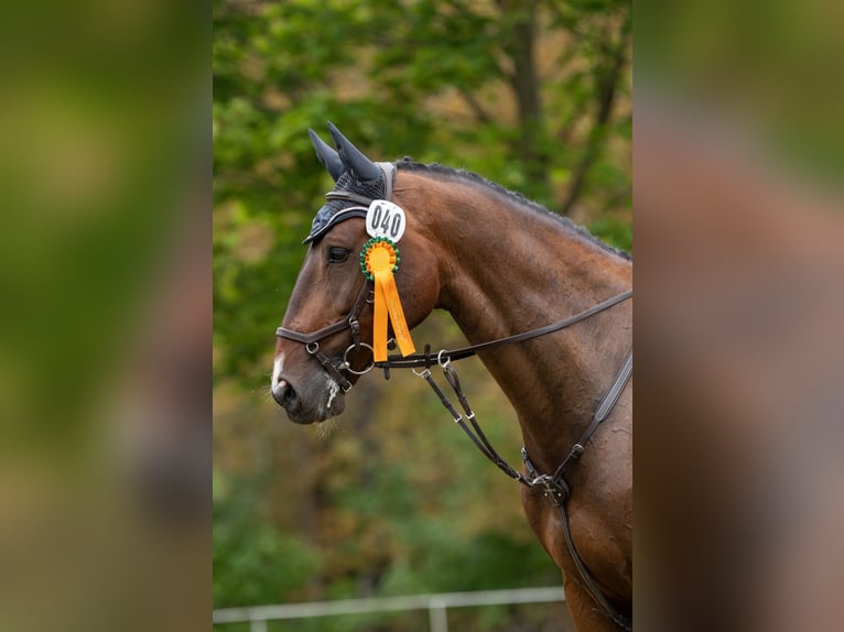 German Sport Horse Gelding 13 years 17.2 hh Bay-Dark in Leipzig