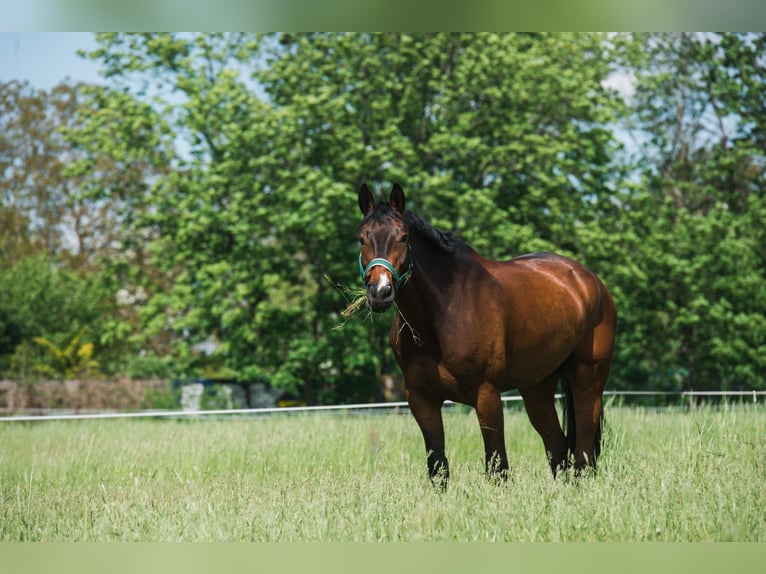 German Sport Horse Gelding 13 years 17.2 hh Bay-Dark in Leipzig
