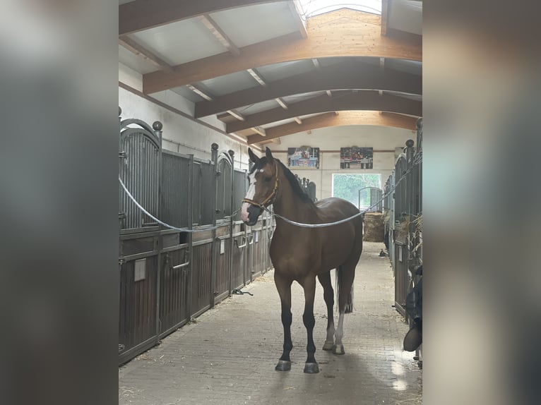 German Sport Horse Gelding 13 years 17.2 hh Brown in Berlin