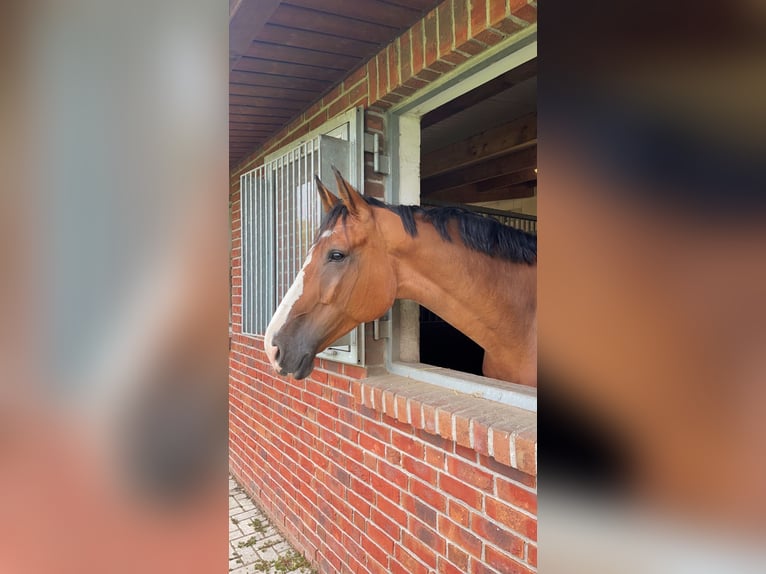 German Sport Horse Gelding 13 years 17.2 hh Brown in Berlin