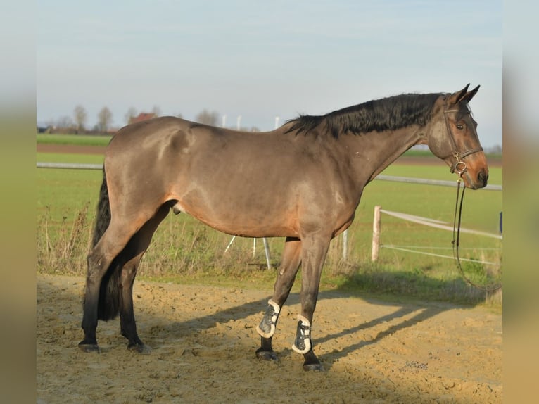German Sport Horse Gelding 13 years 17 hh Brown in Geilenkirchen