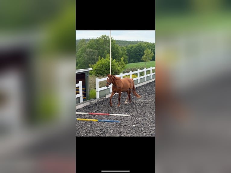 German Sport Horse Gelding 13 years 17 hh Chestnut-Red in Schneeberg German Sport Horse Gelding 13 years 17 hh Chestnut-Red in Schneeberg
