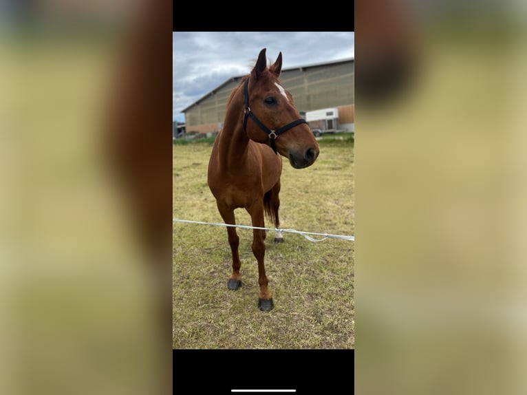 German Sport Horse Gelding 13 years 17 hh Chestnut-Red in Schneeberg German Sport Horse Gelding 13 years 17 hh Chestnut-Red in Schneeberg