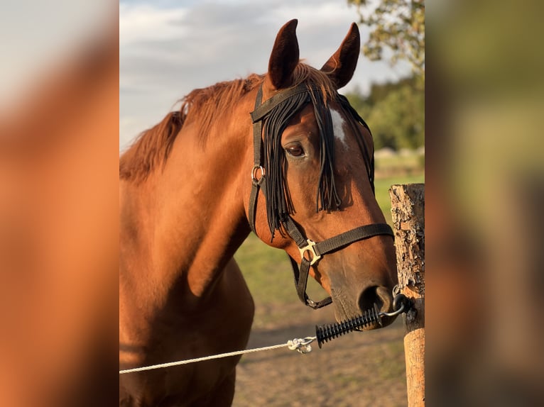 German Sport Horse Gelding 13 years 17 hh Chestnut-Red in Schneeberg German Sport Horse Gelding 13 years 17 hh Chestnut-Red in Schneeberg