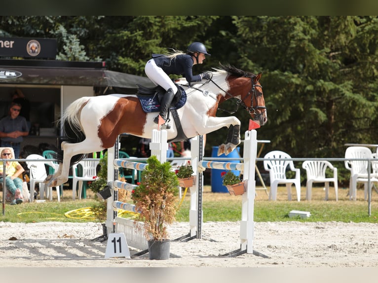 German Sport Horse Gelding 13 years 17 hh Pinto in Schönhausen (Elbe)