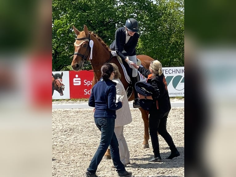 German Sport Horse Gelding 13 years 17,1 hh Chestnut-Red in Kammeltal