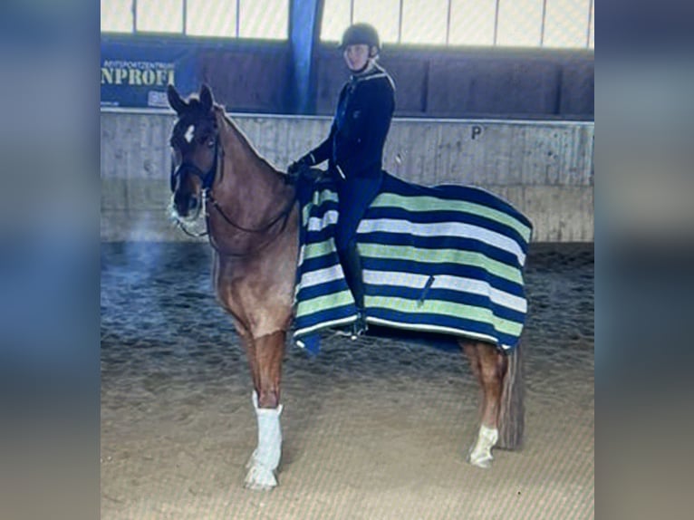 German Sport Horse Gelding 13 years 17,1 hh Chestnut-Red in Kammeltal