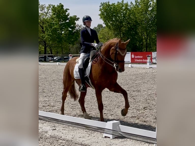 German Sport Horse Gelding 13 years 17,1 hh Chestnut-Red in Kammeltal