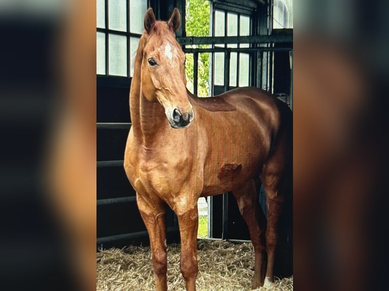 German Sport Horse Gelding 13 years 17,1 hh Chestnut-Red in Kammeltal