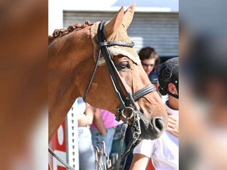 German Sport Horse Gelding 13 years 17,1 hh Chestnut-Red in Kammeltal