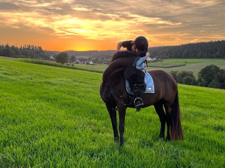 German Sport Horse Mix Gelding 14 years 15.1 hh Black in LoßburgLoßburg