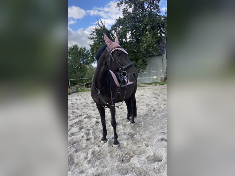 German Sport Horse Mix Gelding 14 years 15.1 hh Black in LoßburgLoßburg
