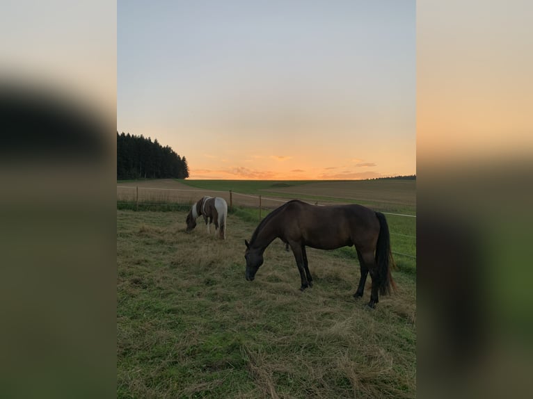 German Sport Horse Mix Gelding 14 years 15,1 hh Black in LoßburgLoßburg