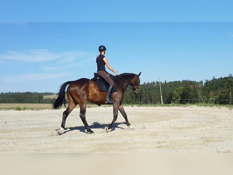 German Sport Horse Gelding 14 years 16,1 hh Bay-Dark in Weida