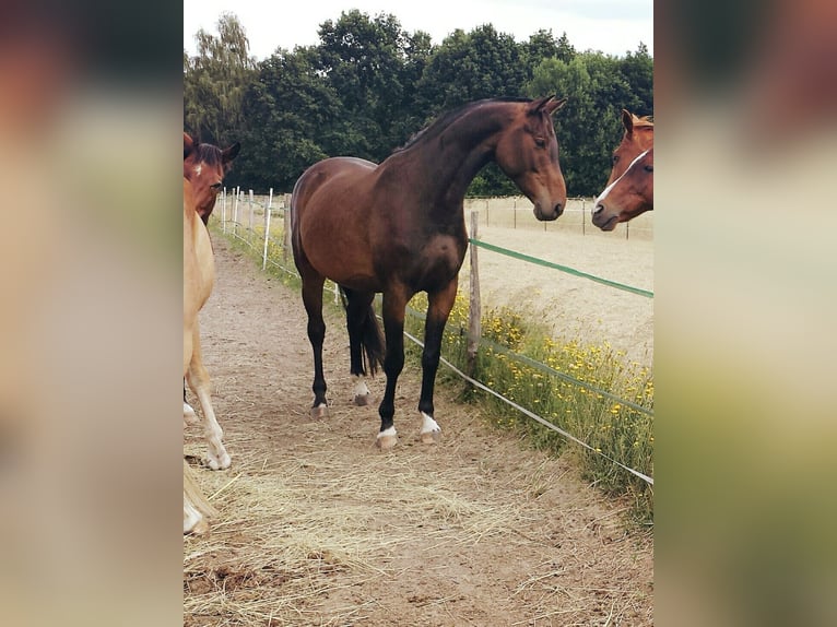German Sport Horse Gelding 14 years 16,1 hh Bay-Dark in Weida