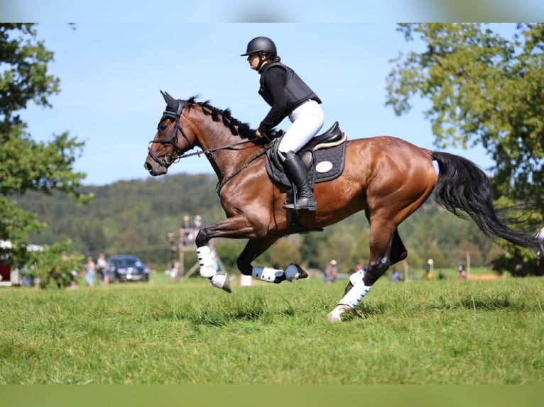 German Sport Horse Gelding 14 years 16.1 hh Brown in Ruppertshofen