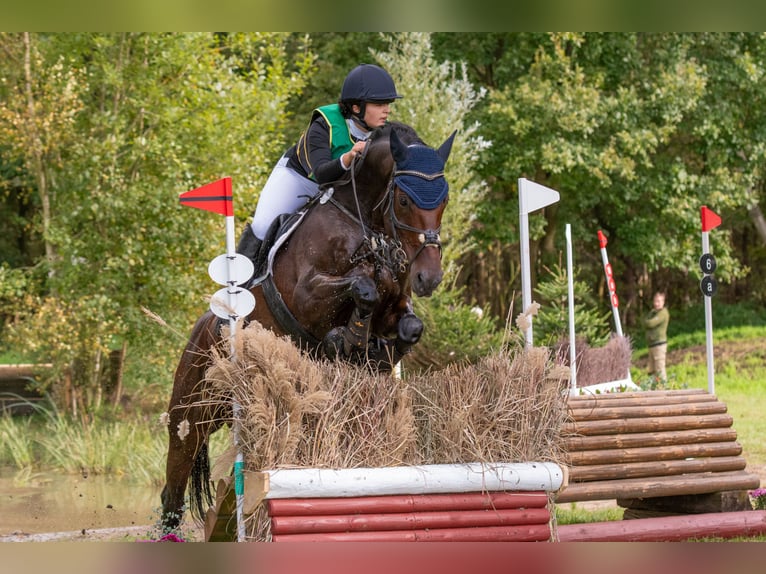 German Sport Horse Gelding 14 years 16.1 hh Brown in Ruppertshofen