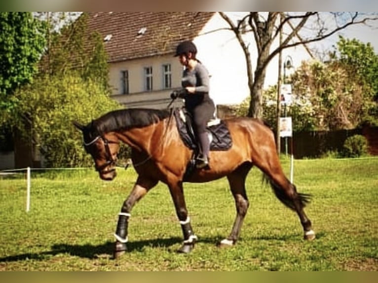German Sport Horse Gelding 14 years 16,2 hh Bay-Dark in Annaburg