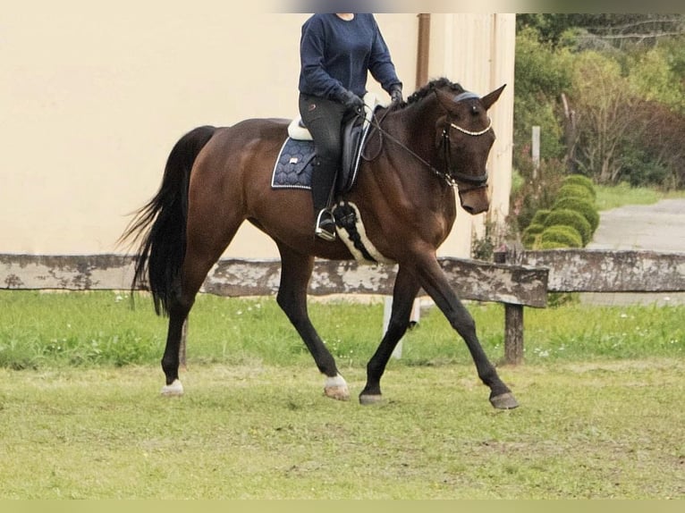 German Sport Horse Gelding 14 years 16,2 hh Bay-Dark in Annaburg