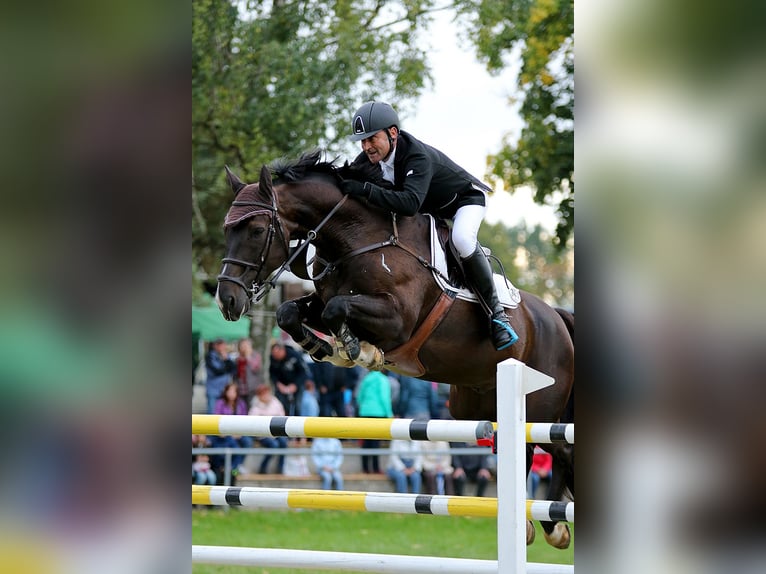 German Sport Horse Gelding 14 years 16,2 hh Bay-Dark in Herrnhut
