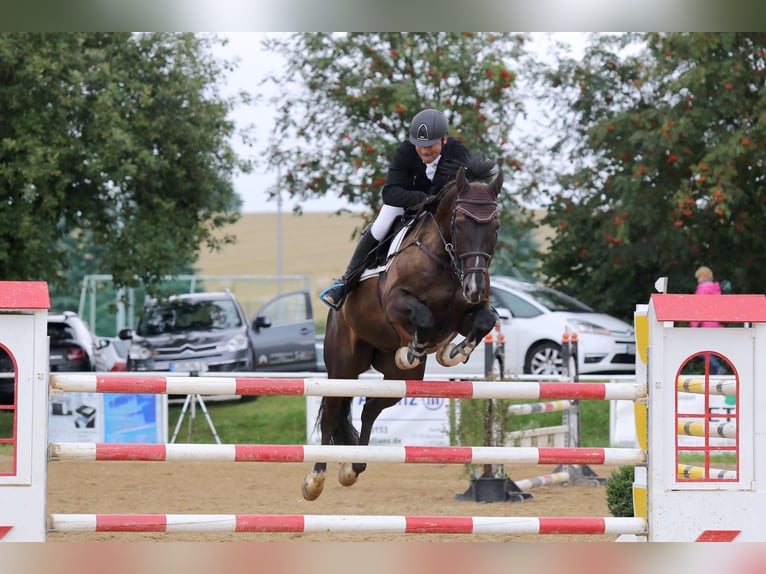 German Sport Horse Gelding 14 years 16,2 hh Bay-Dark in Herrnhut