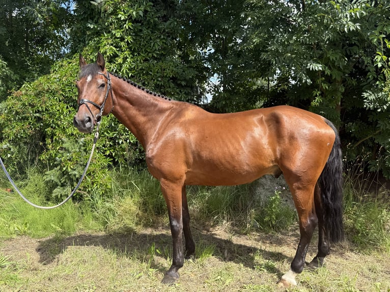 German Sport Horse Gelding 14 years 16.2 hh Brown in Löbnitz