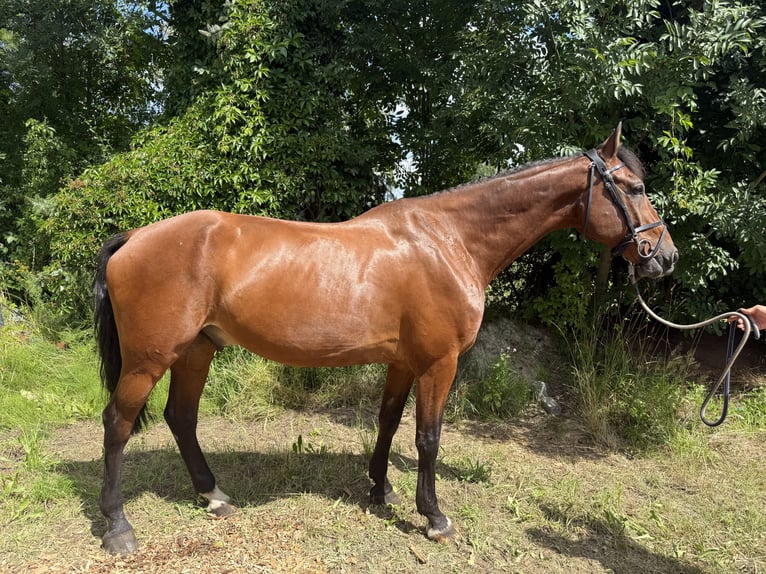 German Sport Horse Gelding 14 years 16.2 hh Brown in Löbnitz