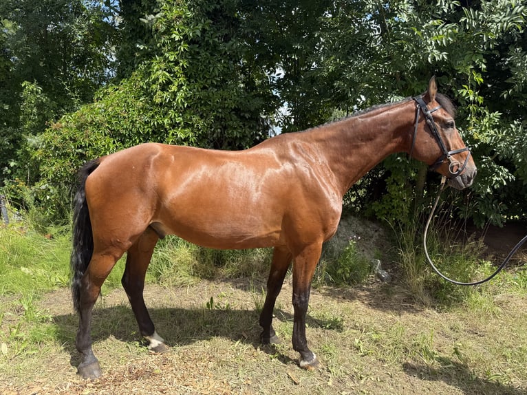 German Sport Horse Gelding 14 years 16.2 hh Brown in Löbnitz
