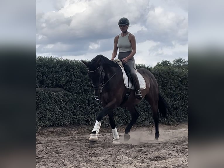 German Sport Horse Gelding 14 years 16,3 hh Brown in Trebbin