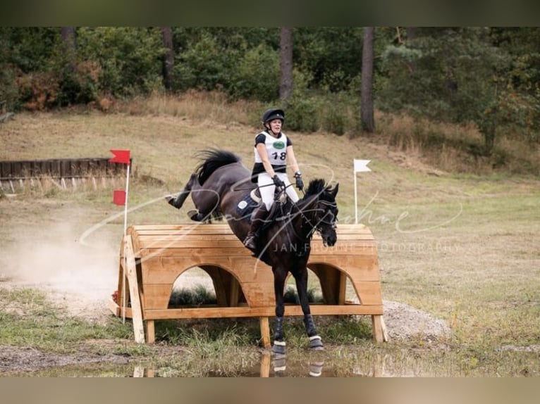 German Sport Horse Gelding 14 years 16,3 hh Smoky-Black in Bleckede
