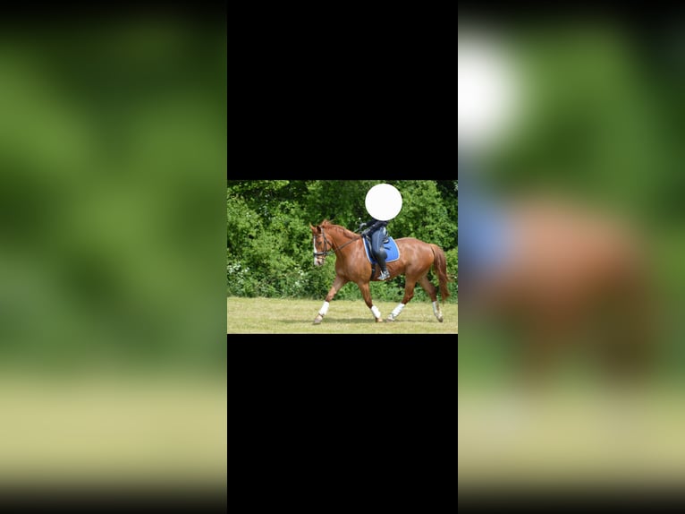 German Sport Horse Gelding 14 years 16 hh Chestnut-Red in Dollerup