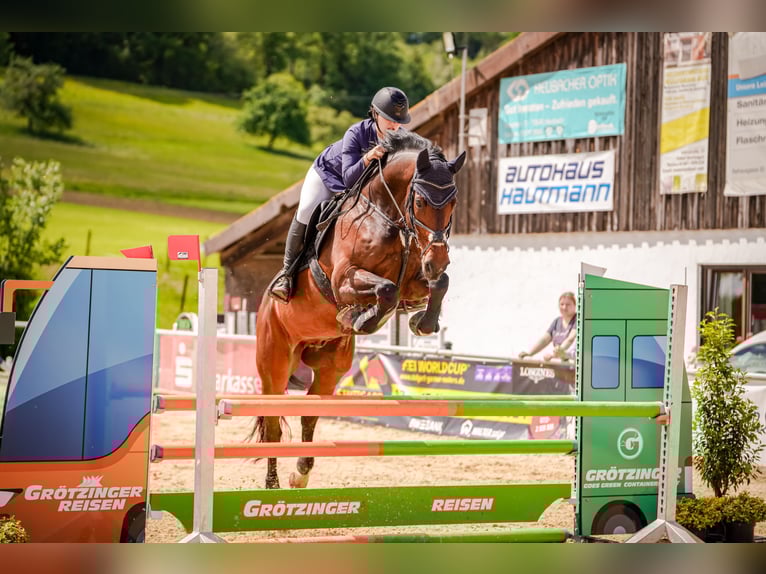German Sport Horse Gelding 14 years 16,1 hh Brown in Ruppertshofen
